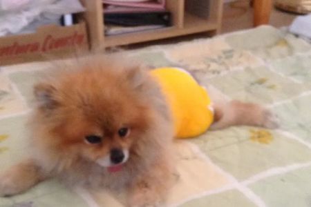 Pet Assistance, Inc.