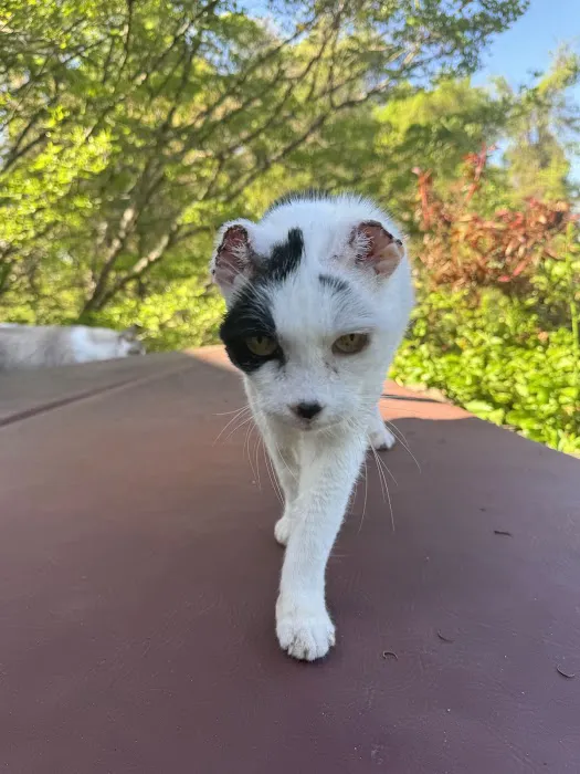 Roundtop Animal Hospital 12