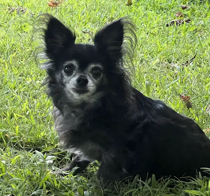 Dr. Robb's Protect The Pets 12