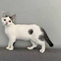 Dr. Robb's Protect The Pets ico