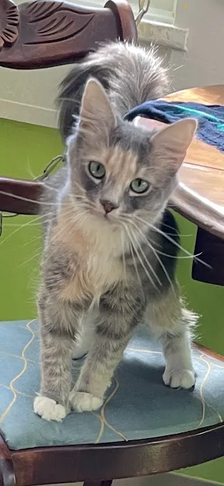 Bantam Lake Animal Hospital 8