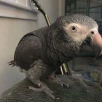Bantam Lake Animal Hospital ico