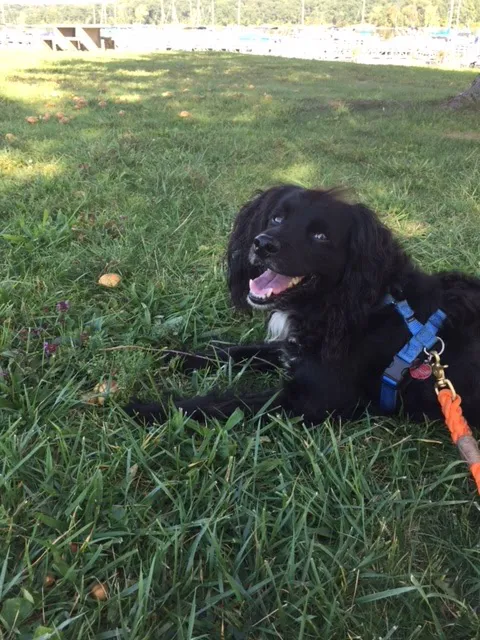 Middlebury Animal Hospital Associates, LLC 1
