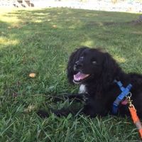 Middlebury Animal Hospital Associates, LLC ico