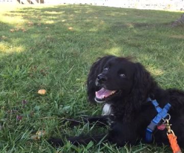 Middlebury Animal Hospital Associates, LLC