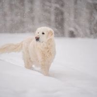 Embrace Animal Hospital ico