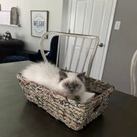 Siberian Spring CT USA ico