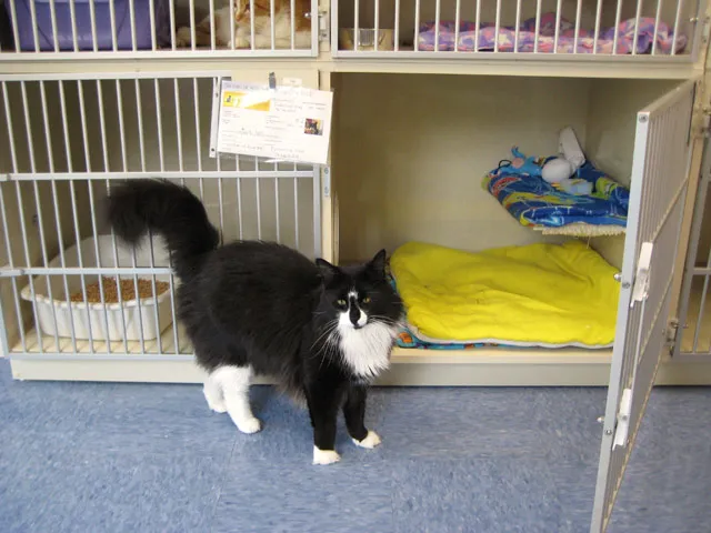 Cat's Corner Veterinary Hospital 12