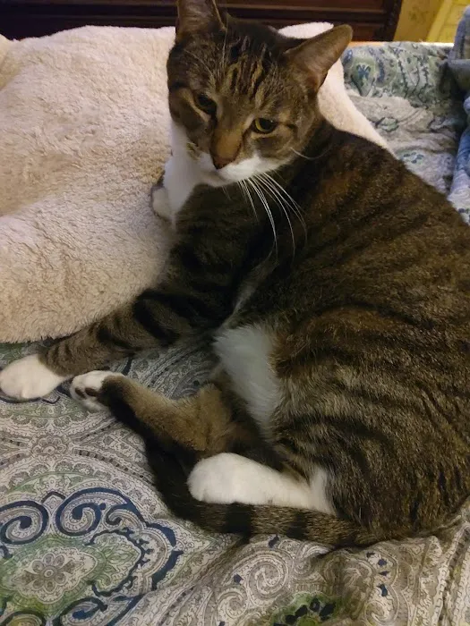 Cat's Corner Veterinary Hospital 12