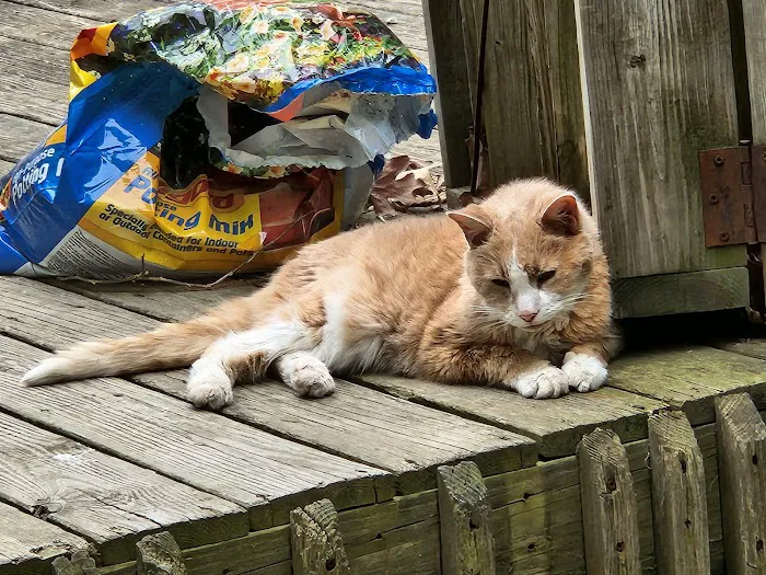 Cat's Corner Veterinary Hospital 12