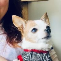 Animal Health Practice, Inc. ico