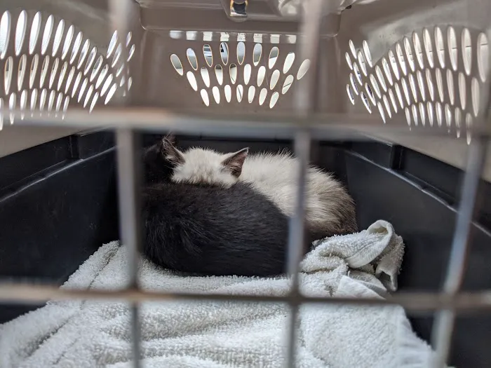 Northwest Corner Veterinary Hospital 12
