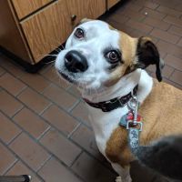 Oxford Veterinary Hospital ico