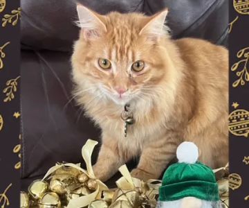 Evergreen Veterinary Clinic