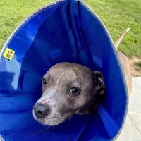Monroe Town and Country Veterinary Hospital ico