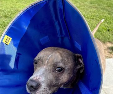 Monroe Town and Country Veterinary Hospital