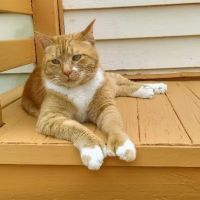 Johnson City Veterinary Hospital ico