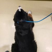 Vetco Vaccination Clinic ico