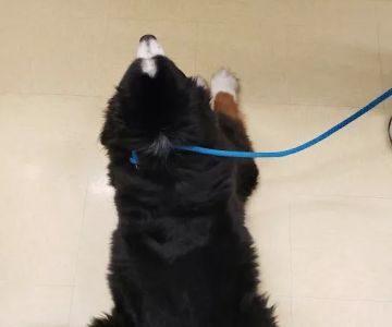 Vetco Vaccination Clinic