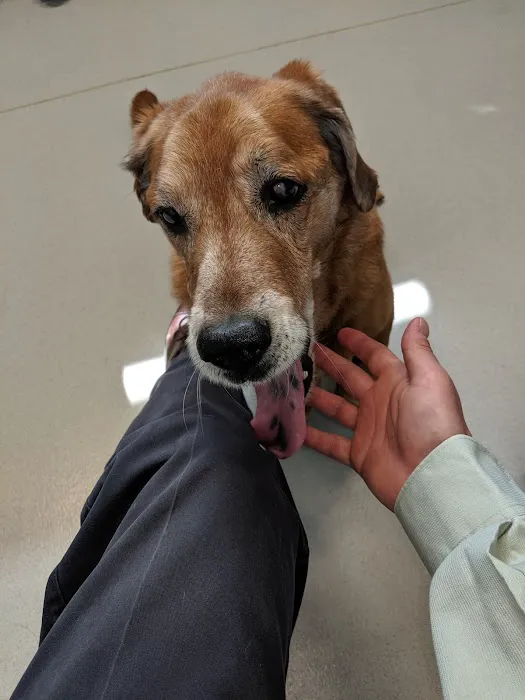 Dickin Memorial Animal Hospital 5