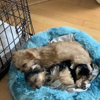 Dickin Memorial Animal Hospital ico