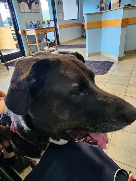 VCA Southern Tier Animal Hospital 8