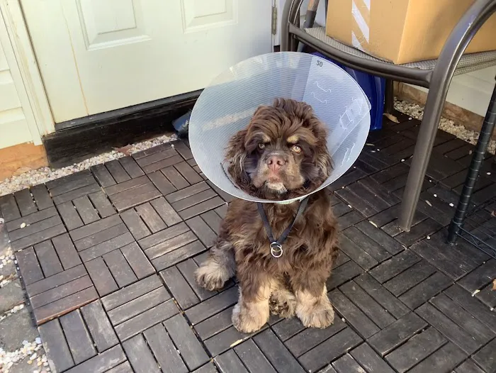 Piedmont Communities Spay Neuter & Wellness Clinic 1
