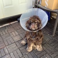 Piedmont Communities Spay Neuter & Wellness Clinic ico
