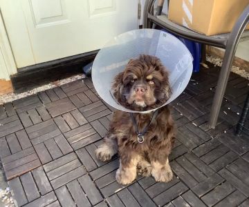 Piedmont Communities Spay Neuter & Wellness Clinic