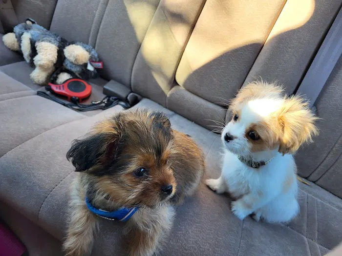 Piedmont Communities Spay Neuter & Wellness Clinic 7