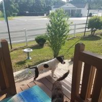 Americana Animal Hospital ico