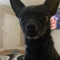 VetIQ Petcare ico