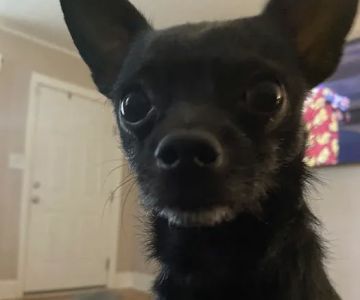 VetIQ Petcare