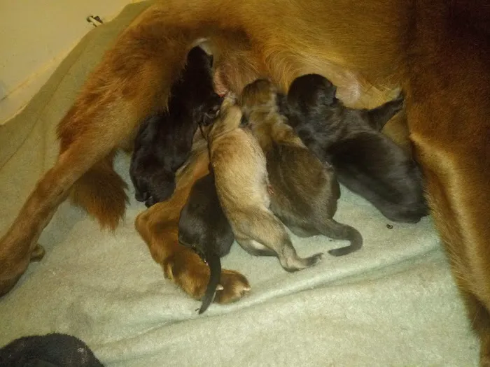 Burlington Road Animal Hospital 1
