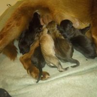 Burlington Road Animal Hospital ico