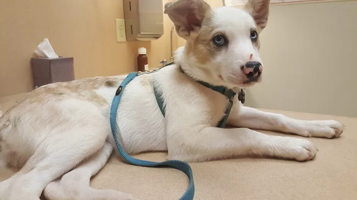 Gate City Animal Hospital 1