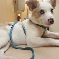 Gate City Animal Hospital ico