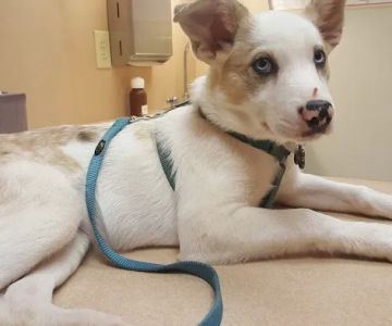 Gate City Animal Hospital