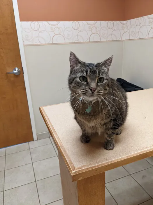Gate City Animal Hospital 7
