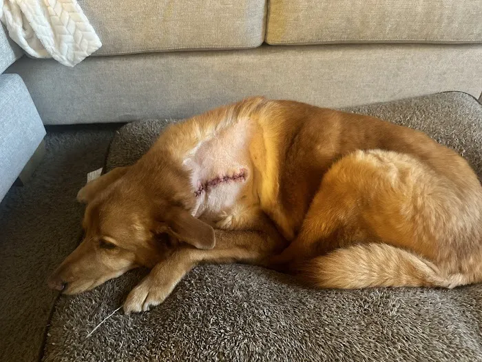 Gate City Animal Hospital 9