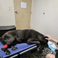 Stoney Creek Veterinary Hospital ico