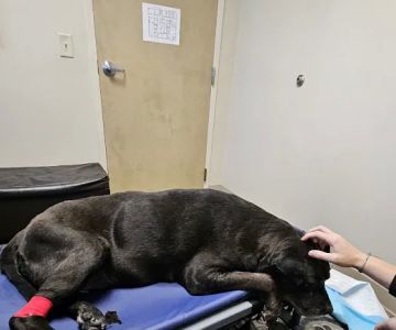 Stoney Creek Veterinary Hospital