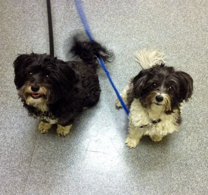 Cornwallis Road Animal Hospital 12