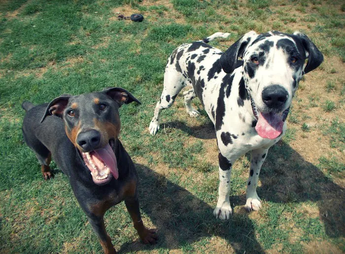Cornwallis Road Animal Hospital 12