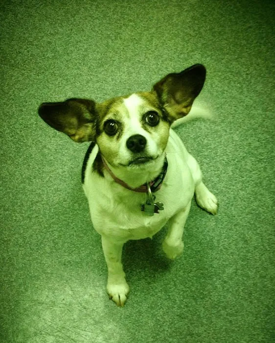 Cornwallis Road Animal Hospital 12