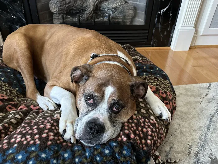 Westside Animal Hospital 12