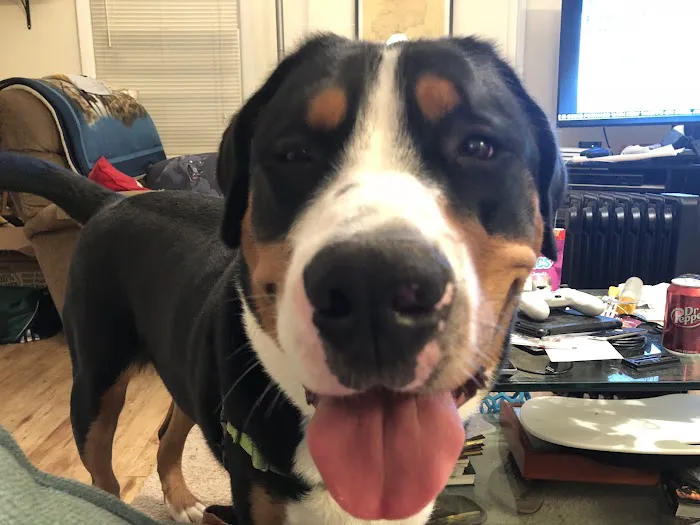 Westside Animal Hospital 12