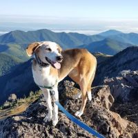 Westside Animal Hospital ico