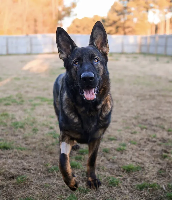 Veterinary Dental Clinic of North Carolina 7