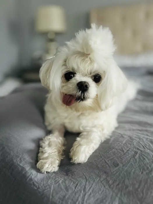 Veterinary Dental Clinic of North Carolina 10